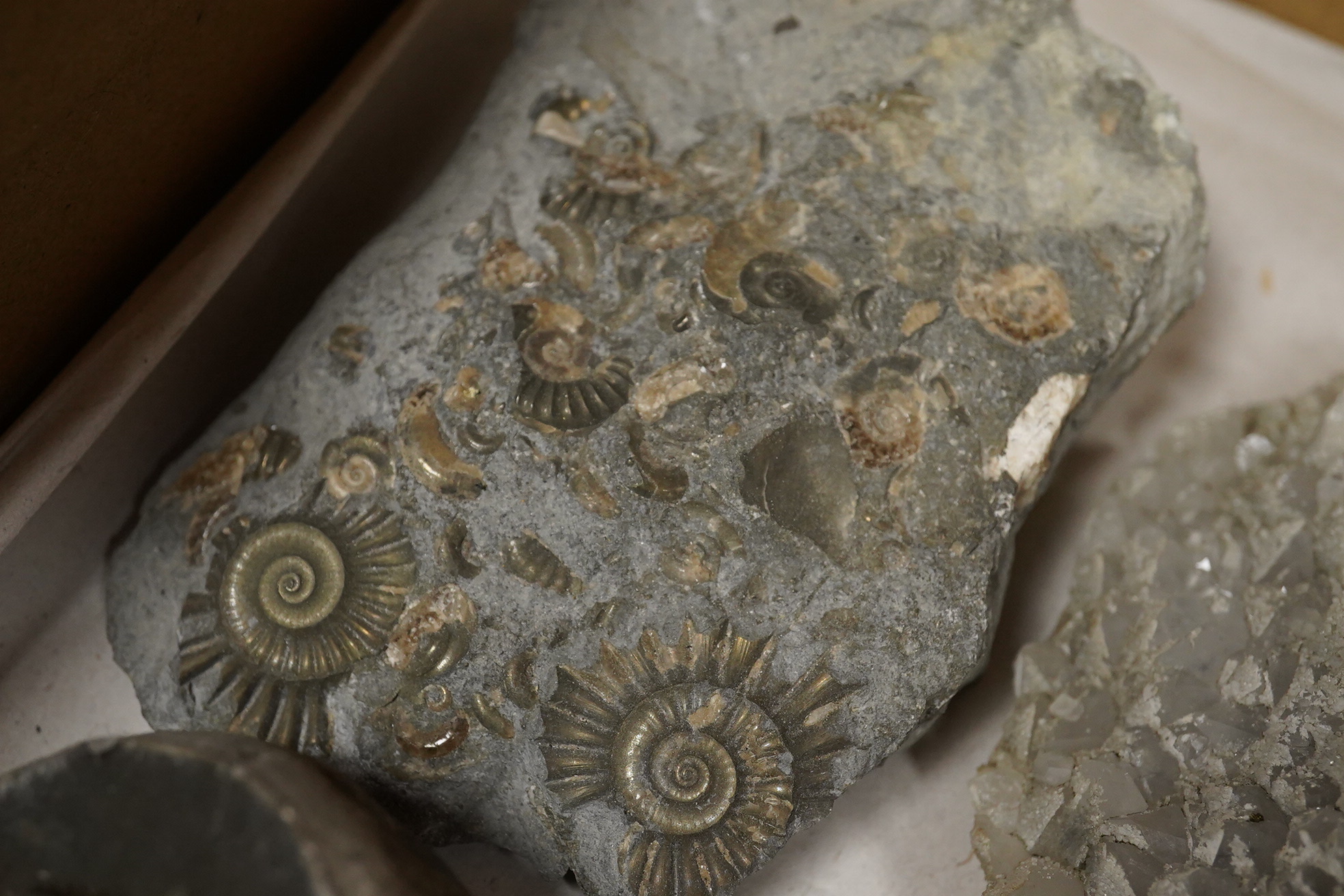 A collection of mineral specimens including quartz, together with fossilised leaves and ammonites on matrix